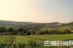 2017年全球热搜勃艮第葡萄酒Top 10