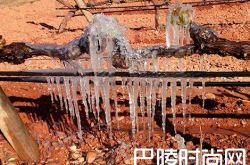 西班牙酿酒师评估霜冻损失