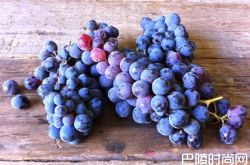 盘点各国小众葡萄品种