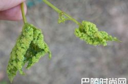 葡萄藤的种植为什么需要砧木？