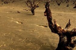 南非重旱后“妖藤”再现