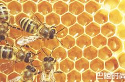 生物动力葡萄园，与蜜蜂的不解之缘