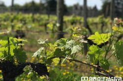 四月底霜冻或导致波尔多葡萄酒价格上涨20%