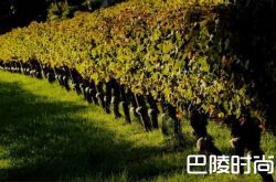 麦格根：澳大利亚葡萄酒在中国发展机遇良多