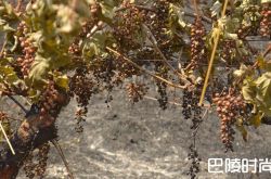 智利产区：大火之后的重建时期