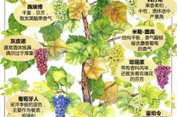 一张图了解德国主要葡萄品种