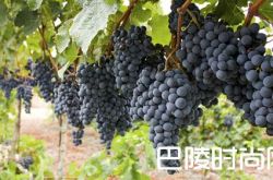 你喝过门西亚葡萄酒吗？