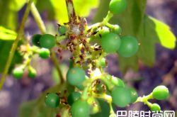 葡萄开花的季节里，葡萄农最怕什么？