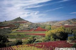 里奥哈产区允许对单一葡萄园进行分级