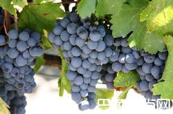 世界上五大热门品种，你都认识吗？