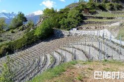 关于瑞士葡萄酒，你应该知道的几件事