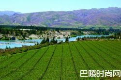 葡萄产量下降或导致新西兰葡萄酒出口增长放缓