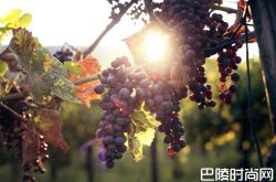 2011年意大利葡萄酒产区年份报告