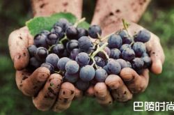 葡萄提取物或能对抗结肠癌