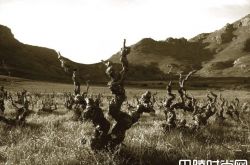 南非老藤葡萄树保护项目开始实施