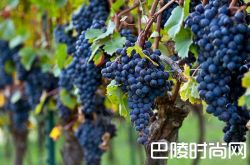 你听过多利亚尼的多姿桃吗？