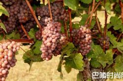 甜美辛香的琼瑶浆与餐酒搭配