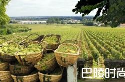 那些廉价白与顶级白的酿造工艺到底差在哪？