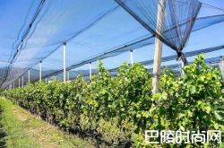 勃艮第全面启用防雹新科技