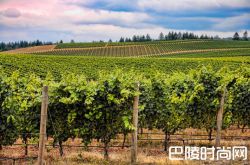 波尔多最贵的葡萄酒