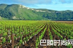 加州最贵的葡萄酒