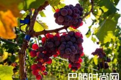 什么，还有红色的雷司令？