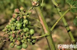 寒冷春季将导致法国今年的葡萄产量骤减