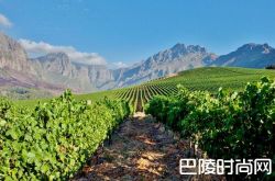 南非葡萄酒知识小测