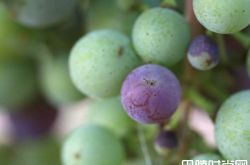 葡萄生长过程中的转色期