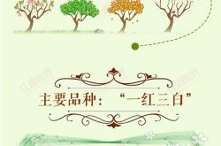 红酒世界连环话： 北罗讷河谷速览