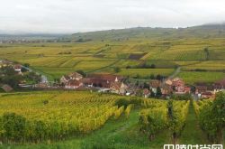 阿尔萨斯特级园中的那些“种子选手”