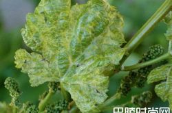 澳大利亚出现灰皮诺病毒