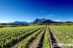 轻松了解南非葡萄酒