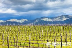 意大利2017年采收量为60年来最低