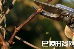 这些因素也会影响葡萄酒的品质