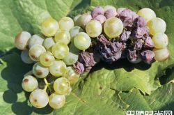 研究发现了可充当强力杀菌剂的野生酵母菌