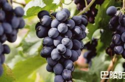 一文带你了解晚红蜜