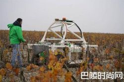 克拉米伦酒庄试用葡萄园机器人