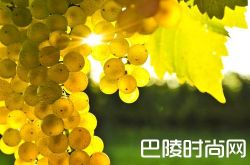 白葡萄品种入门级指南