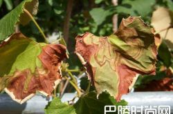 葡萄园里常见的灾害