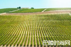 关于雪莉葡萄园的10个事实