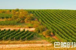 2050年的波尔多葡萄酒什么味？好喝吗？