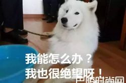 萨摩耶狗粮也能吃穷交警队  是怎么训练的