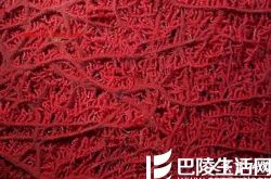 怎么区别珊瑚与海竹，红珊瑚与染色海竹的区别