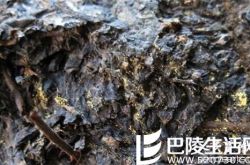 普洱茶上的金花和茯砖茶上的金花相同吗？金花普洱茶对...