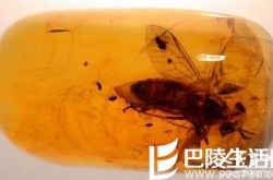 如何鉴别抚顺虫珀