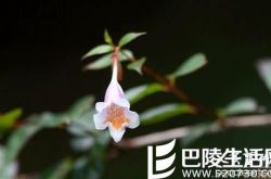 六道木有哪些作用