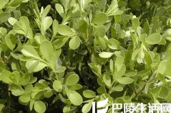 小叶黄杨的价值有哪些