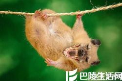 美艺术家的“噩梦动物园” 胆小勿入