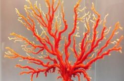 天然红珊瑚鉴别的四个特征